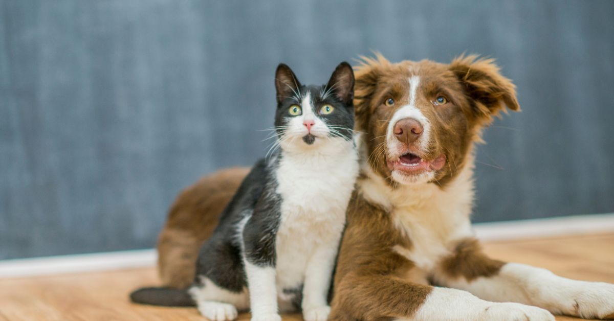 Coleman Green Kennels sold to Corporate Buyer Banner